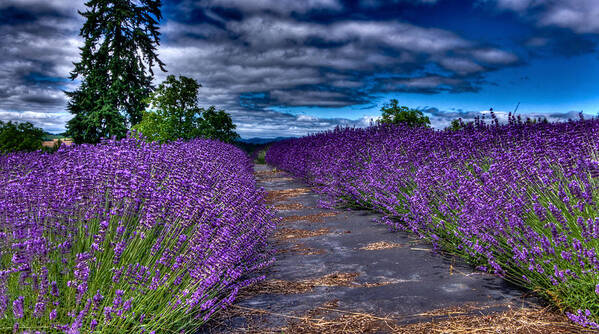 Lavender Farms Poster featuring the photograph The Lavender Field by Thom Zehrfeld