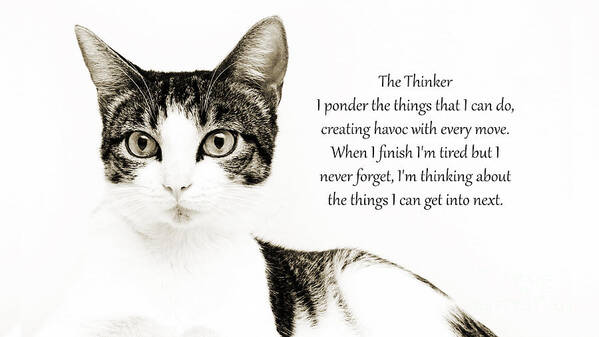 Cat Poster featuring the photograph The Thinker by Andee Design