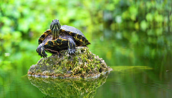 Tranquility Poster featuring the photograph Turtle On The Top by Picture By Tambako The Jaguar