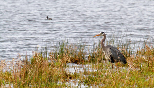 Blue Heron Poster featuring the photograph Wet Land Life by Steve McKinzie