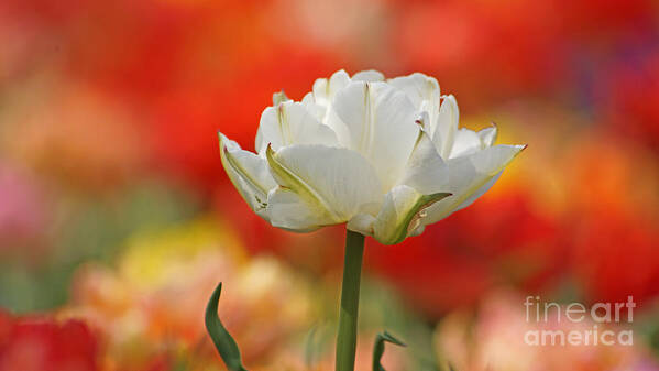 Tulip Poster featuring the photograph White Tulip Weisse gefuellte Tulpe by Eva-Maria Di Bella