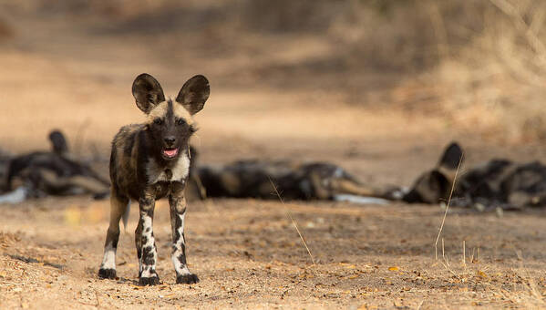 African Wild Dog Poster featuring the photograph Wild Dog Puppy by Max Waugh