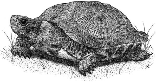 Wood Turtle Poster featuring the photograph Wood Turtle by Roger Hall