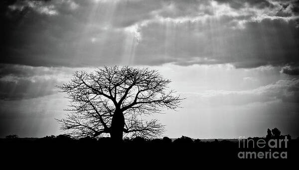 Baobab Poster featuring the photograph Baobab #1 by Sabino Parente