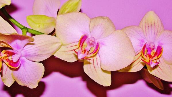 Orchid Poster featuring the photograph Orchid Love #1 by Marie-france Quesnel