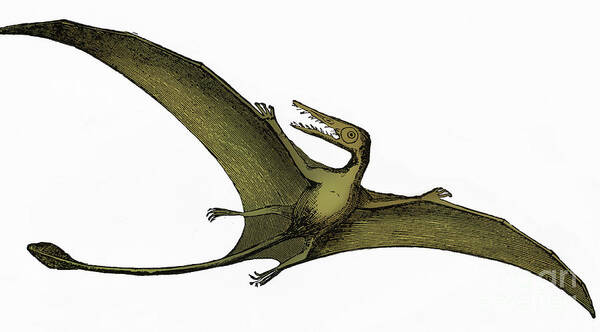 Prehistory Poster featuring the photograph Pterodactyl Extinct Flying Reptile #5 by Science Source