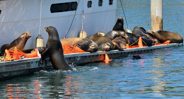 Sea Lions Poster featuring the photograph Crowded Dock by Fraida Gutovich