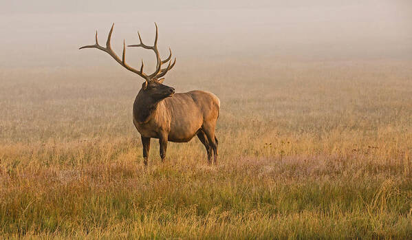 Elk Poster featuring the photograph Farewell to Summer by Sandy Sisti
