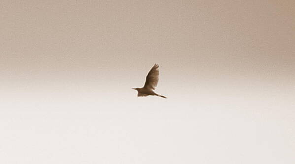 Crane Poster featuring the photograph Fly Fly Away by Kim Galluzzo