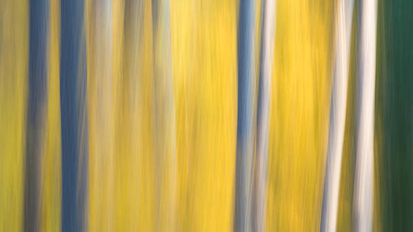 Forest Poster featuring the photograph Forest Blur by Adam Pender