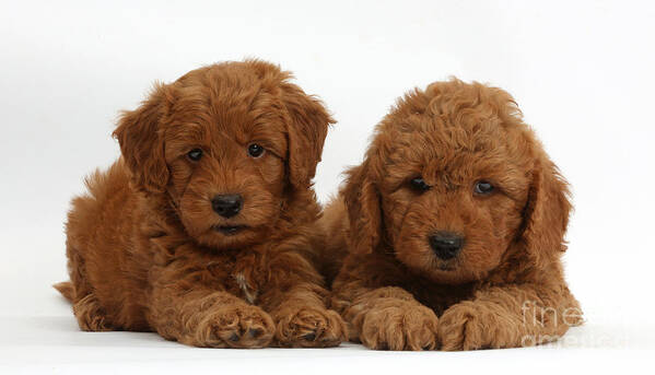 Animal Poster featuring the photograph Goldendoodle Puppies by Mark Taylor