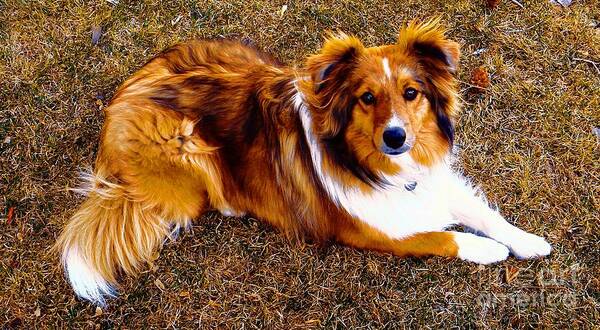 Sheltie Poster featuring the photograph Kota the dog by Michelle Frizzell-Thompson