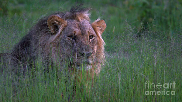 Lion Poster featuring the photograph Lion In Grass by Mareko Marciniak