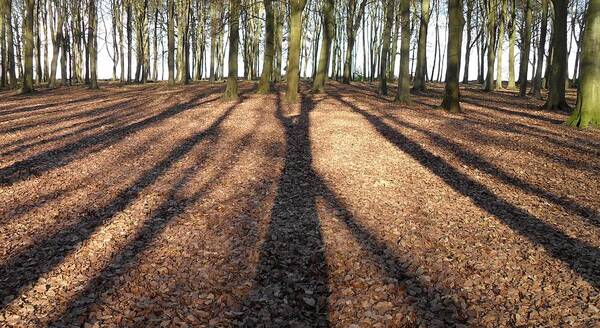 Trees Poster featuring the photograph Long Shadows by Michael Standen Smith