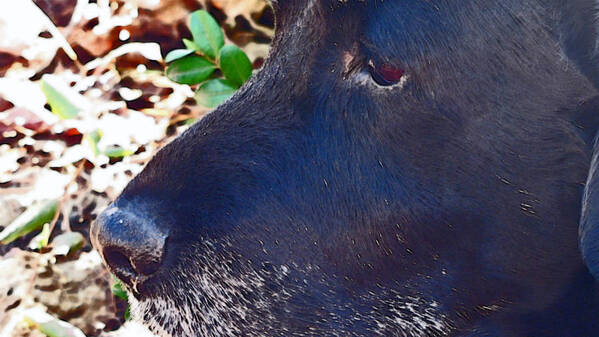Black Lab Poster featuring the photograph My Buddy by Elisia Cosentino