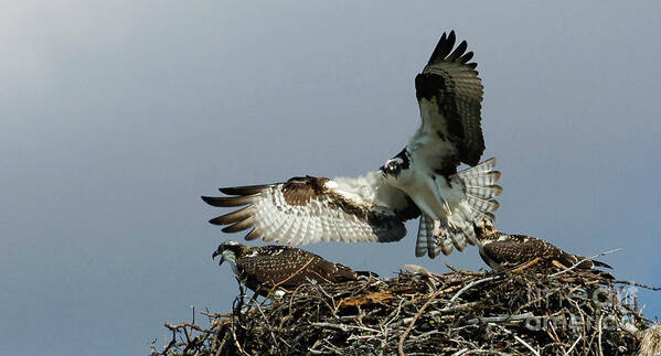 Osprey Poster featuring the photograph Osprey 2 by Bob Christopher