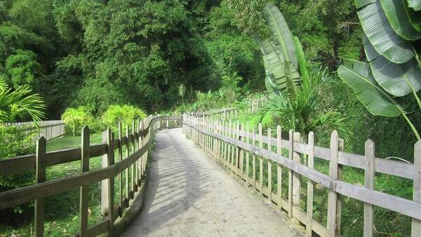 Path Poster featuring the photograph Path at Macqueripe Bay by Jennylynd James