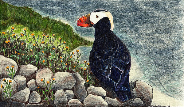 Puffin Poster featuring the drawing Puffin by Wendy McKennon