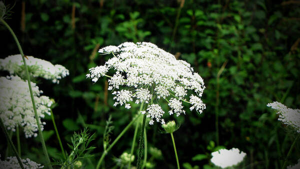 Queen Anne's Lace Poster featuring the photograph Queen Anne's Lace by Ms Judi