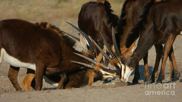 Sable Antelope Poster featuring the photograph Sables by Mareko Marciniak