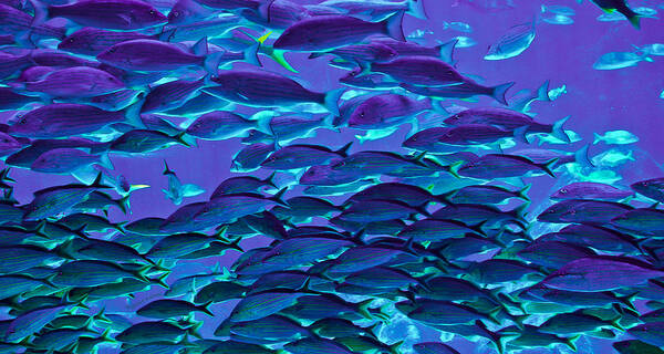 Fish Poster featuring the photograph School Daze by DigiArt Diaries by Vicky B Fuller