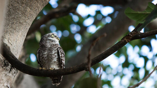 Spotted Owlet Poster featuring the photograph Spotted Owlet by SAURAVphoto Online Store