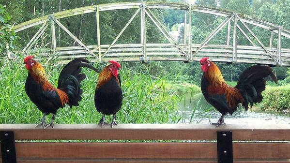 Rooster Poster featuring the photograph Three Roosters by Peter Mooyman