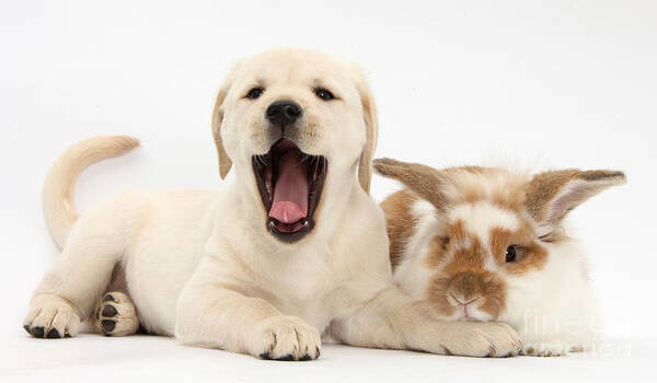 Nature Poster featuring the photograph Yellow Lab Puppy With Rabbit by Mark Taylor