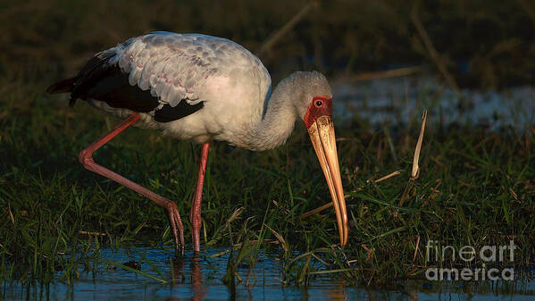 Yellowbilled Stork Poster featuring the photograph Yellowbilled Stork by Mareko Marciniak