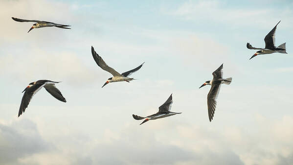 Florida Poster featuring the photograph Black Skimmers in Flight Delray Beach Florida #1 by Lawrence S Richardson Jr