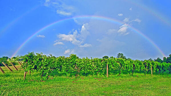 Double Rainbow Poster featuring the photograph Double Rainbow Vineyard, Smith Mountain Lake #1 by The James Roney Collection