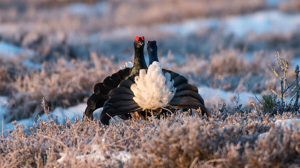 Black Grouse Poster featuring the photograph Face to Face #1 by Torbjorn Swenelius