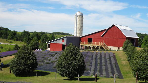 Barn Poster featuring the photograph Lavender Hill Farms #1 by Kathleen Luther