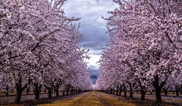 Orchards Poster featuring the photograph Pretty in Pink #1 by Janet Kopper