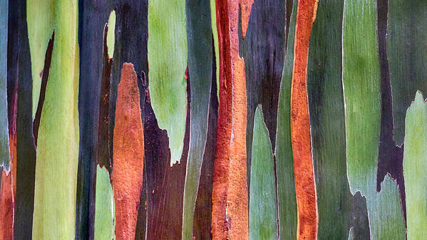 Rainbow Eucalyptus Poster featuring the photograph Rainbow Eucalyptus #2 by Susan Rissi Tregoning