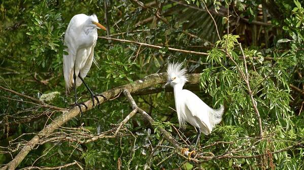 Egret Poster featuring the photograph Surprise #1 by Carol Bradley