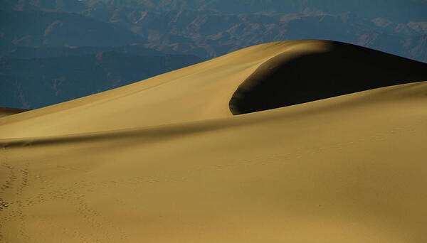 Mesquite Dunes Poster featuring the photograph Tones of Mesquite #1 by Kunal Mehra