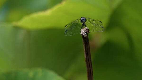 Dragonfly Poster featuring the photograph Vigilance by Holly Ross