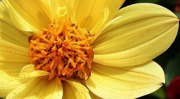 Nature Poster featuring the photograph Yellow Dahlia #1 by Bruce Bley