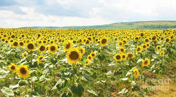 Sunflower Poster featuring the photograph Field with sunflowers #2 by Irina Afonskaya