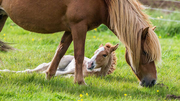 Photography Poster featuring the photograph Mare And New Born Foal, Iceland #2 by Panoramic Images