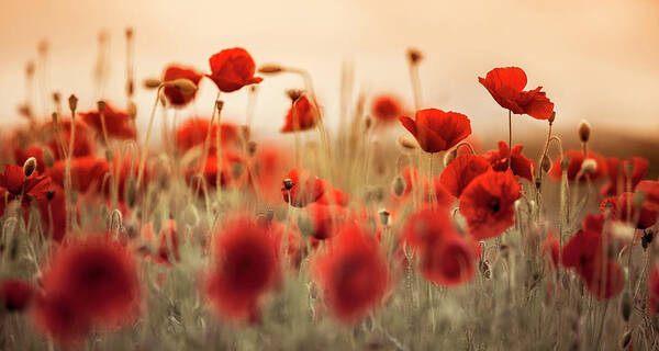 Poppy Poster featuring the photograph Summer Poppy Meadow #24 by Nailia Schwarz
