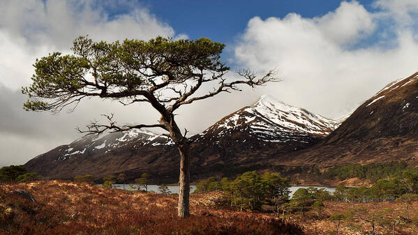Glen Affric Poster featuring the photograph Glen Affric #5 by Gavin Macrae