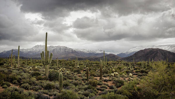 Arizona Poster featuring the photograph A Dusting of Desert Snow on the Mountain by Saija Lehtonen