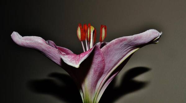 Flowers Poster featuring the photograph A Lily by Eileen Brymer