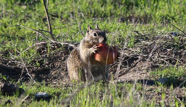 Squirrel Poster featuring the photograph An Apple A Day - 2 by Christy Pooschke
