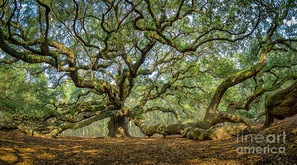 Angel Oak Poster featuring the photograph Angel Oak - Fisheye by David Smith