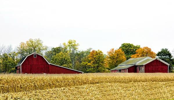 Autumn Barns Poster featuring the photograph Autumn Barns by Pat Cook