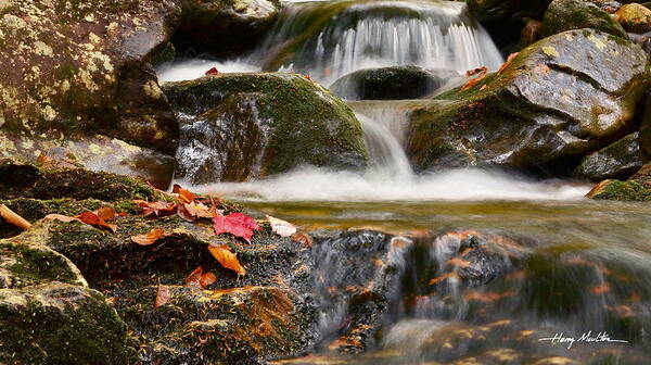 Landscape Poster featuring the photograph Autumn Leaves by Harry Moulton