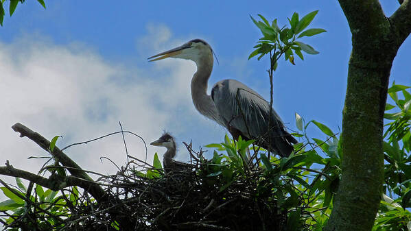 Great Blue Heron Poster featuring the photograph Baby and Mom Great Blue Heron by Judy Wanamaker